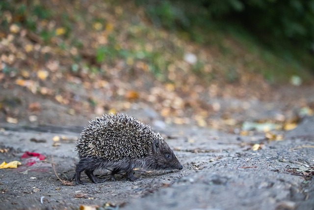 德国队则通 德国队则通